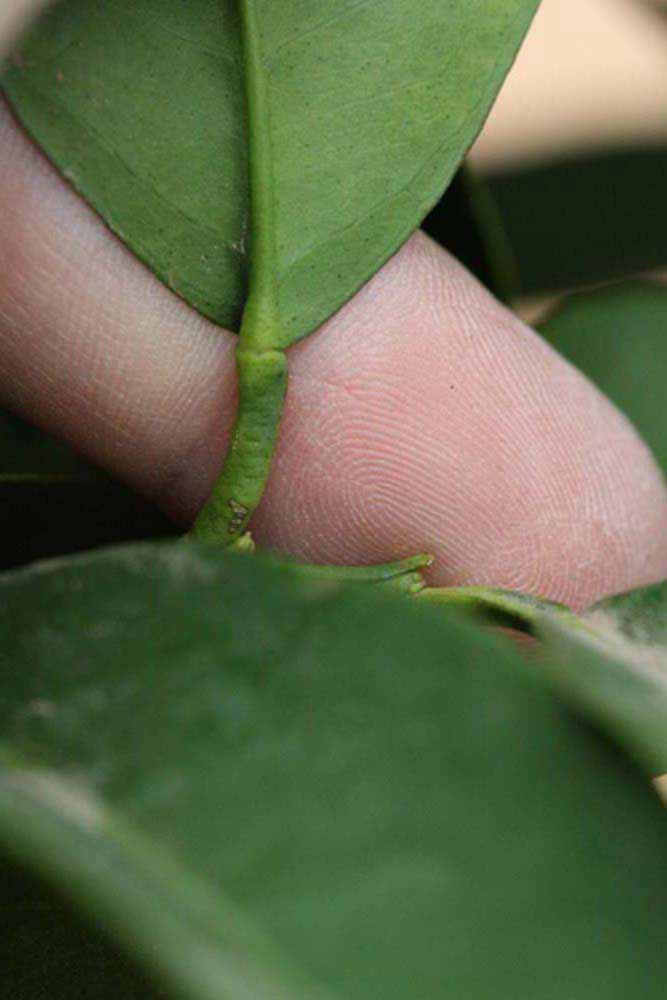              Petiole (Riverside, CA)       